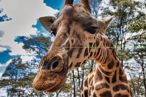 Giraffe Up Close