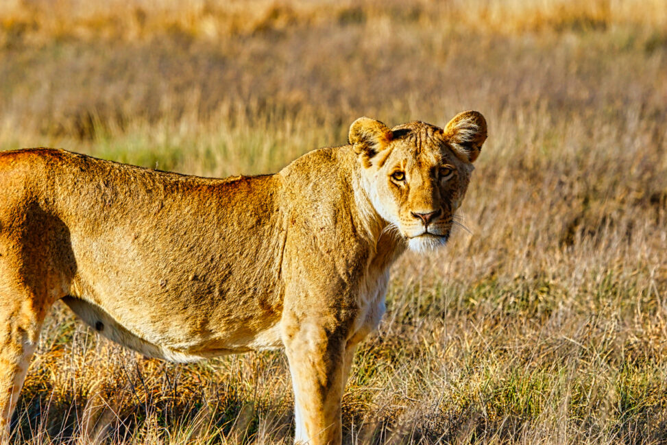 Kenya Lioness