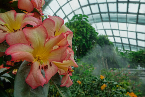 Rhododendron in Cloud Forest