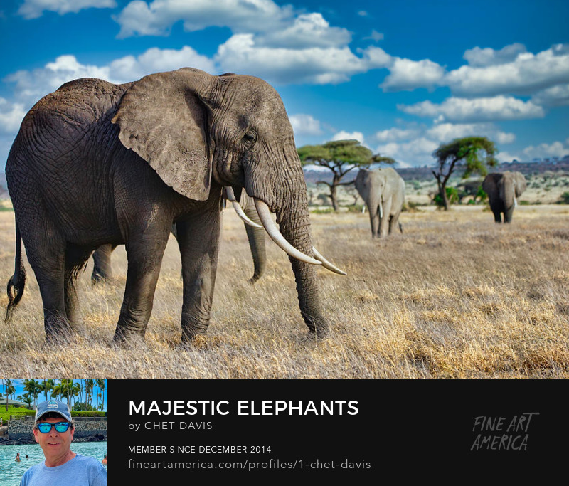 Majestic Elephants