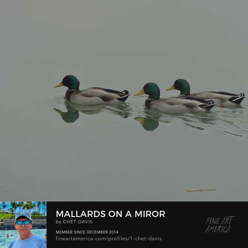 Mallards on a mirror picture
