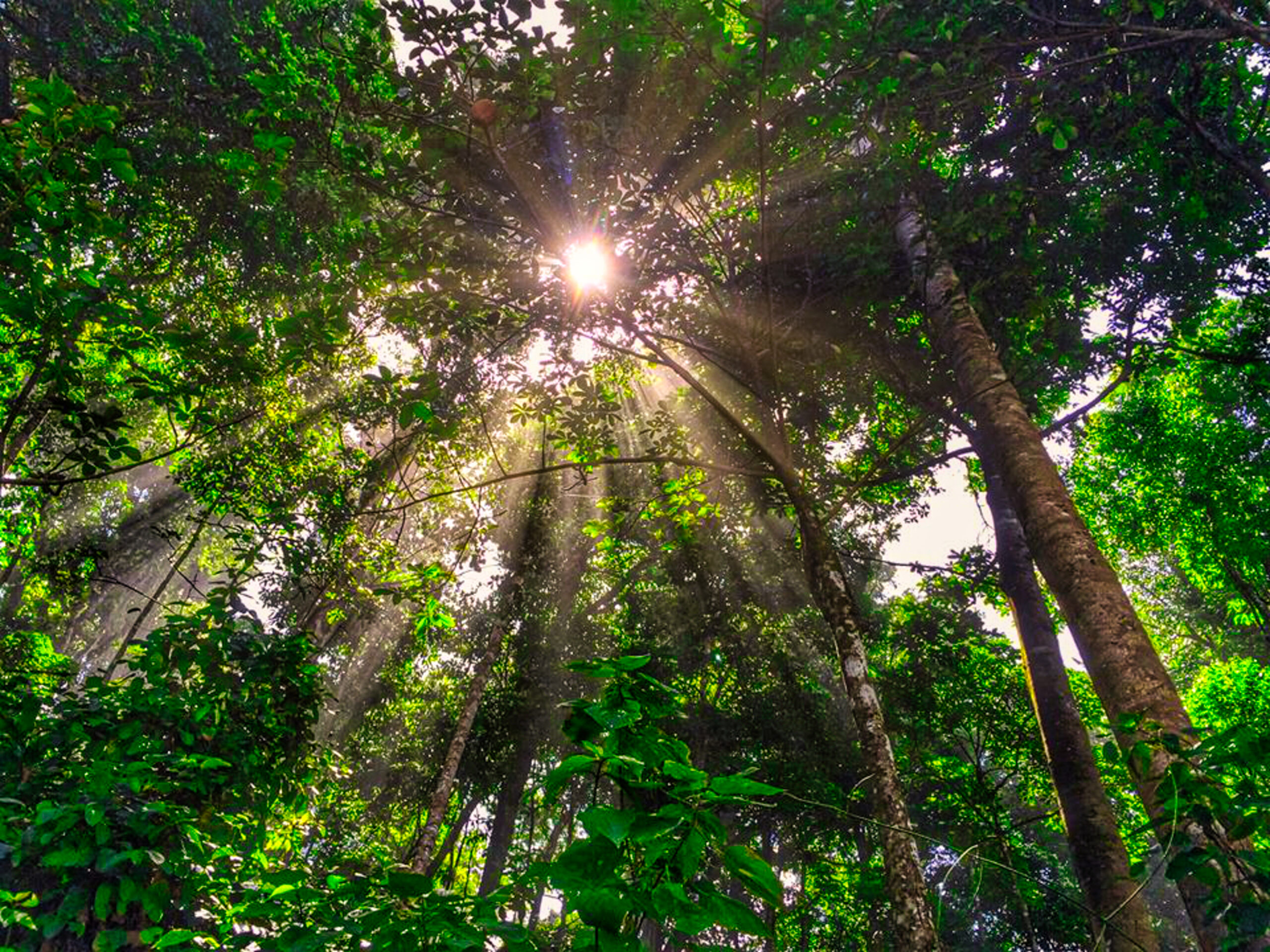 Rain Forest Sunlight