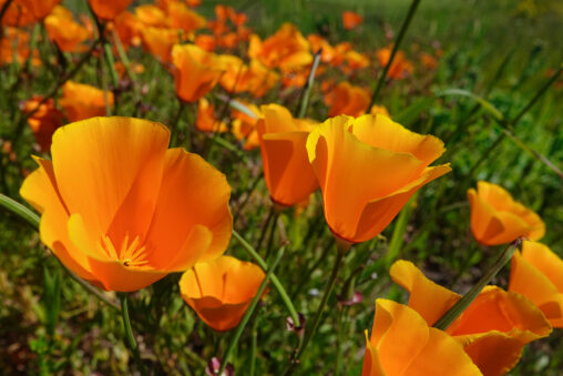 California Poppies