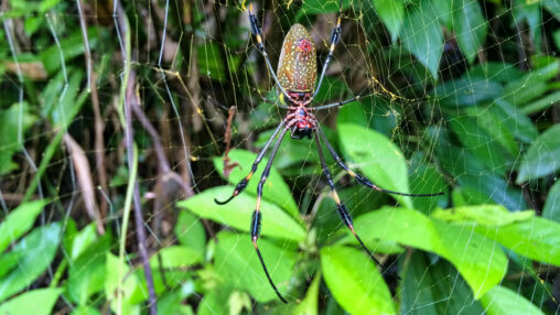 Golden Orb Spider