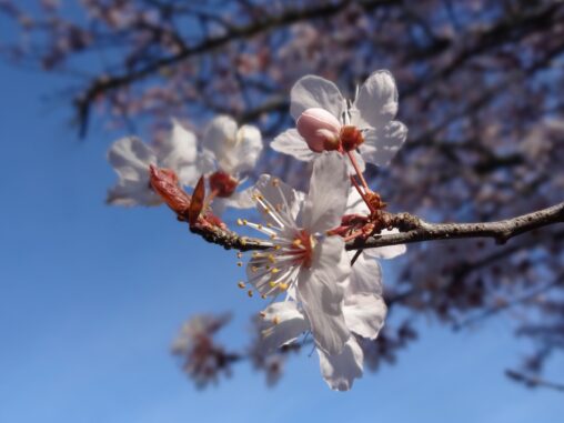 Plum Blossom