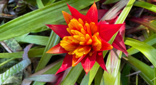 Droophead Tufted Airplant
