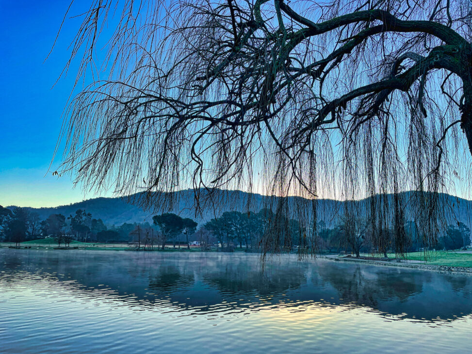 Weeping Willow Morning