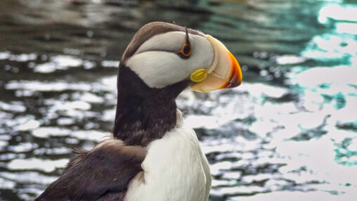 Puffin Face