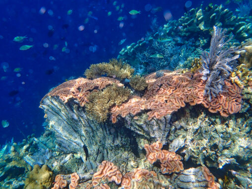 Bunaken Island Soft Coral