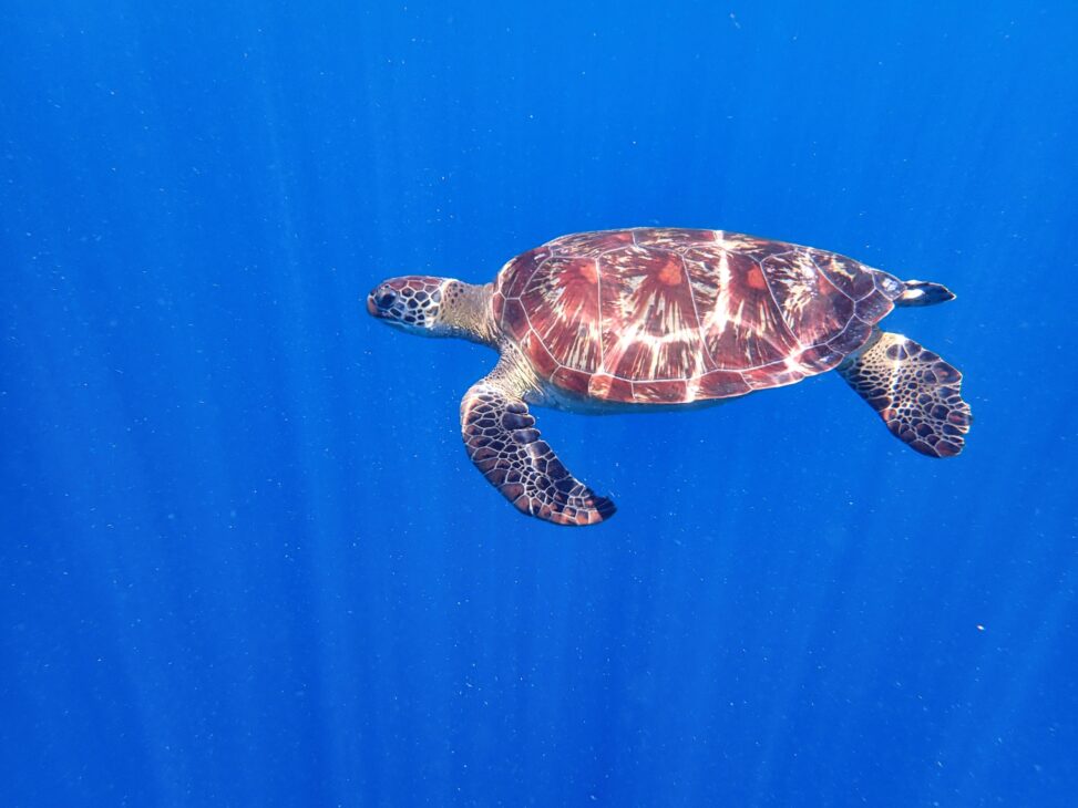 Green Sea Turtle in Blue