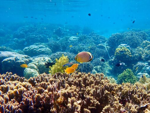 Bunaken Island Snorkeling