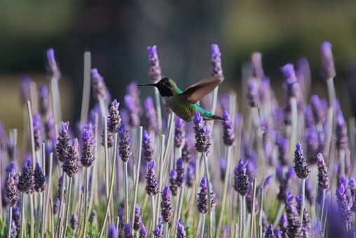 Anna's Hummingbird