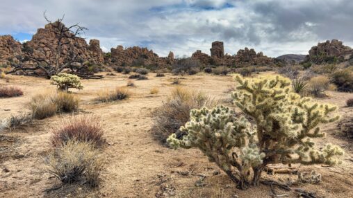 Joshua Trees NP