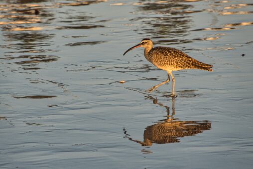 Whimbrel