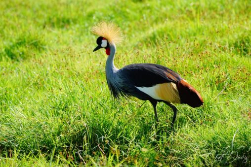 Crowned Crane