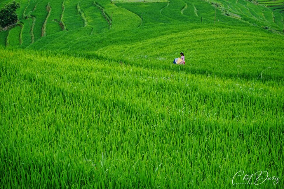 Vietnam Rice Terraces