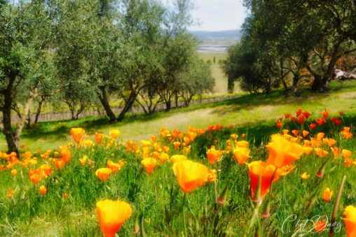 California Poppies