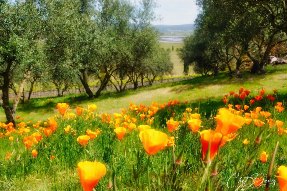California Poppies