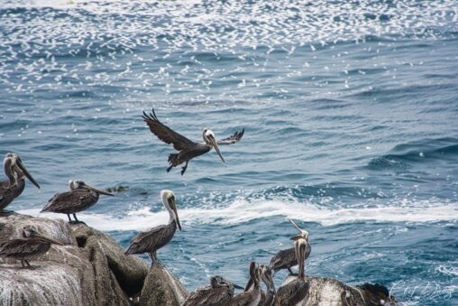 California Pelican