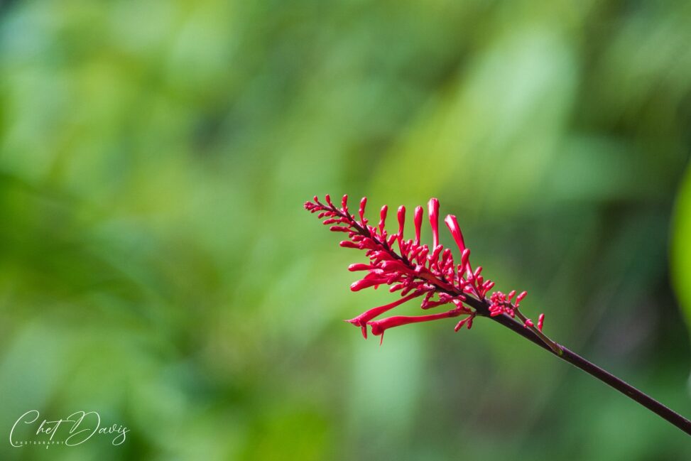 Mottled Tooth Thread