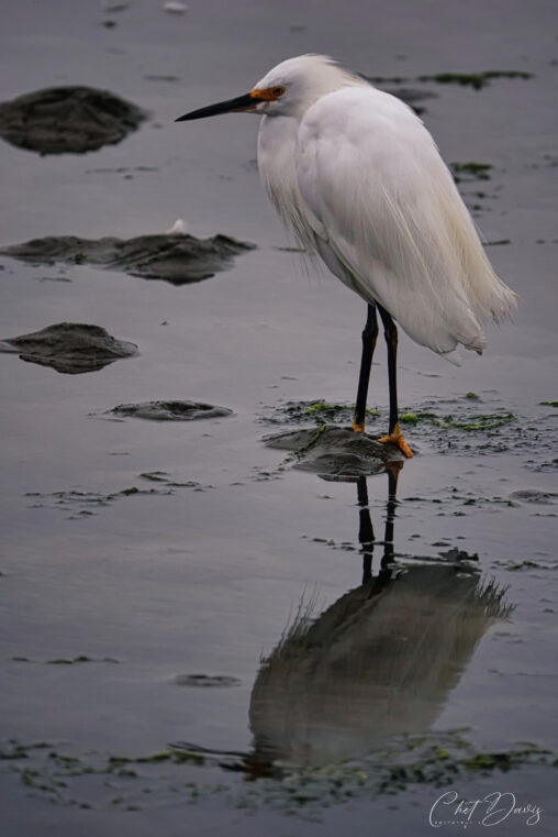 Egret