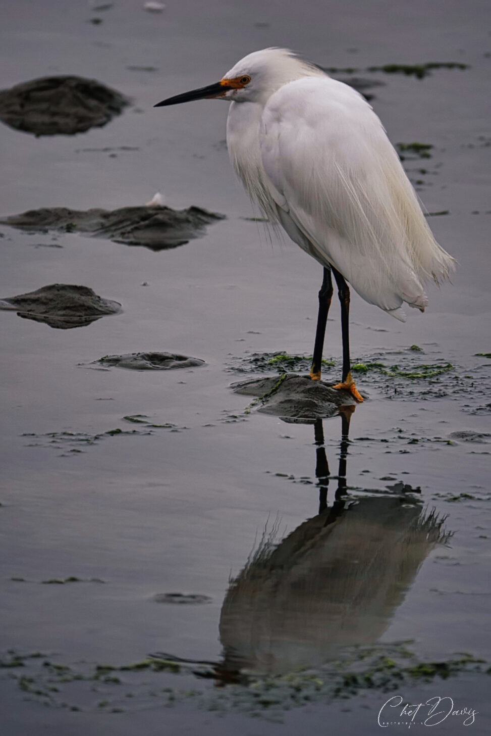 Egret