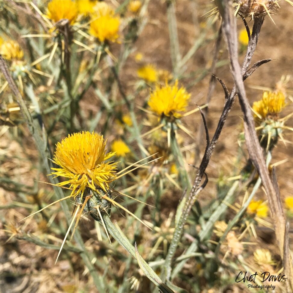 Star Thistle