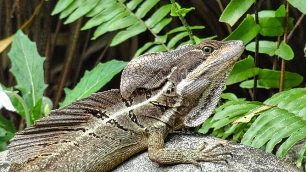 Common Basilisk Lizard