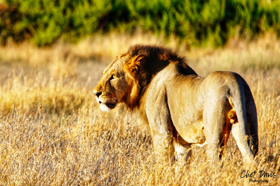 Lion in Kenya, Africa