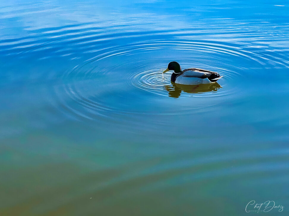 Mallard Duck