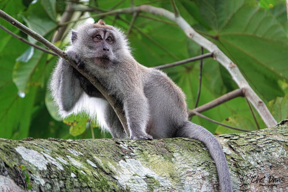 Long Tailed Macaque