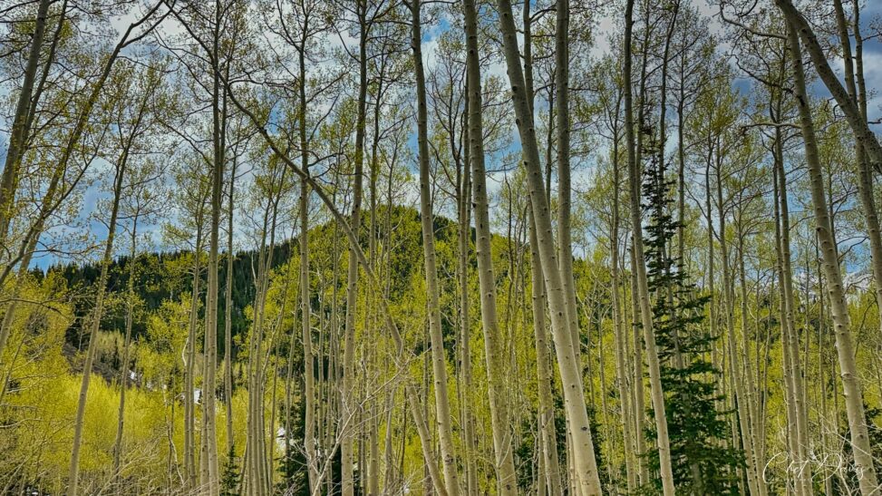 Aspen Grove, Utah