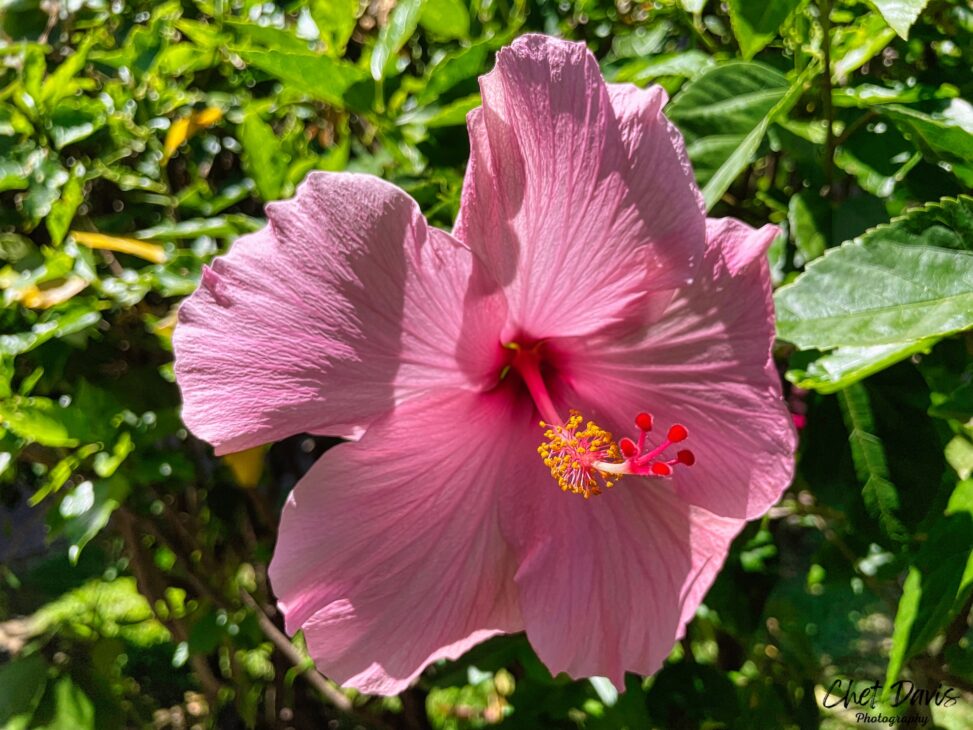 Pink Hibiscus